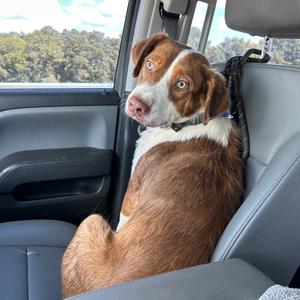 Ranger, Shepherd, Australian, adult, available for adoption