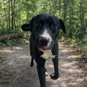 A black and white dog with a white patch on its chest is walking towards the camera on a dirt path in a forest.