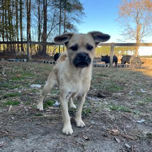 Ollie, Terrier, adult, available for adoption