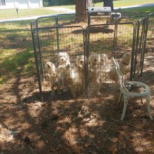 A group of light-colored dogs behind a metal fence in a grassy area, with a white chair nearby.
