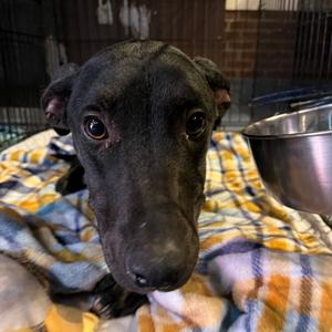 Claudia, Hound, adult, available for adoption