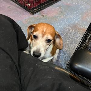 Millie, Beagle, adult, available for adoption