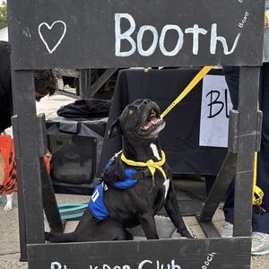 Black Jack, Retriever, Black Labrador, adult, available for adoption