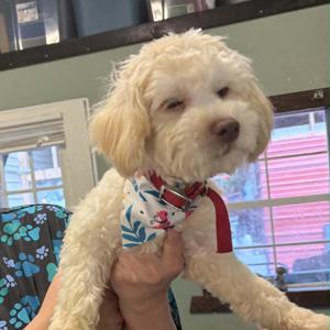 A fluffy white dog wearing a colorful bandana, being held by a person's hand.