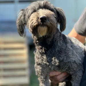 Brigett, Terrier, Tibetan, adult, available for adoption