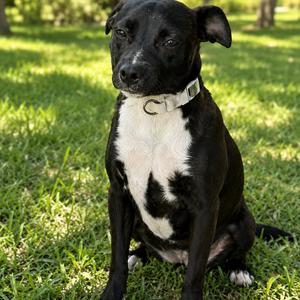 Ester, Mixed Breed (Small), adult, available for adoption