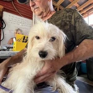 Falcor, Terrier, adult, available for adoption