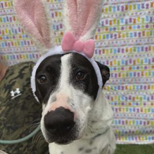 A black and white dog wearing pink bunny ears and a pink bow.
