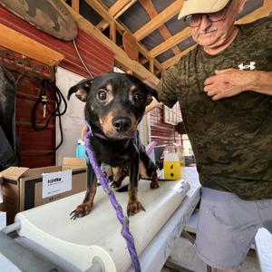 Ike, Chihuahua, adult, available for adoption