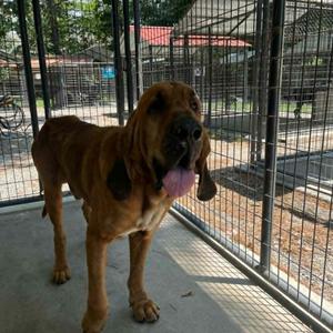 Hank, Hound, Bloodhound, adult, available for adoption