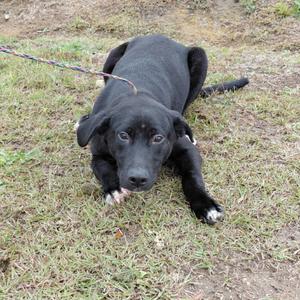 a black dog lying on the grass