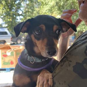 Mocha, Dachshund, Miniature Wire Haired, adult, available for adoption