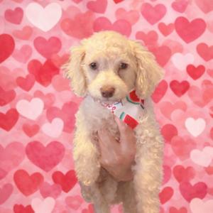 A fluffy white dog being held up against a pink background with heart patterns.