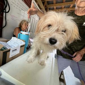 Biana, Maltese, adult, available for adoption