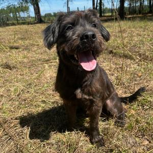Rowdy, Schnauzer, adult, available for adoption