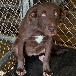 Addie, Retriever, Labrador, young, available for adoption