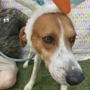 Mason, Coonhound, Treeing Walker, adult, available for adoption