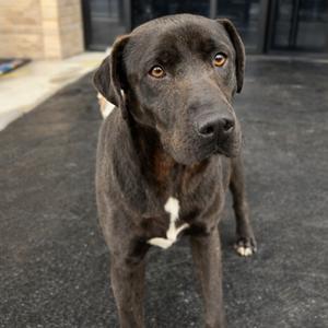 A dark-colored dog with amber eyes stands outside on a dark gray surface, looking towards the camera.