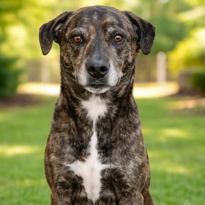 Candy, Hound, Plott, adult, available for adoption