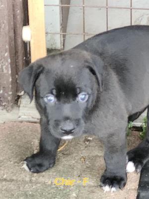 black puppy with blue eyes