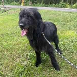 Atlas, Giant Schnauzer / German Shepherd Dog, adult, available for adoption