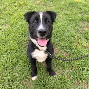 Dottie, Black Labrador Retriever, puppy, available for adoption