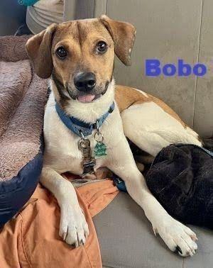Bobo, Jack Russell Terrier, puppy, available for adoption