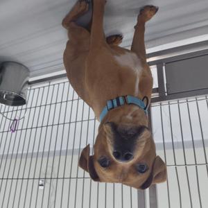 A brown dog with a blue collar is lying on its back in a cage, looking up at the camera.