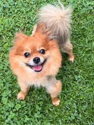 Denali, Pomeranian / Chihuahua, adult, available for adoption
