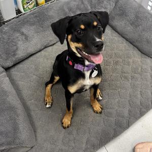 A black and tan dog with a purple collar sitting on a gray dog bed.