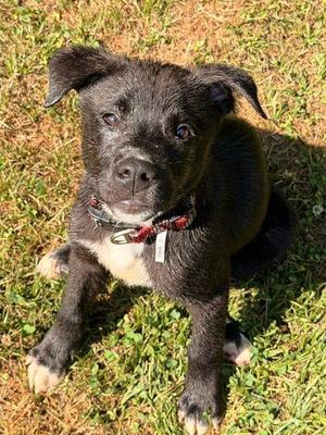 Cinder, Black Labrador Retriever, puppy, available for adoption