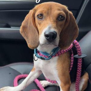 Poppy, Beagle, adult, available for adoption
