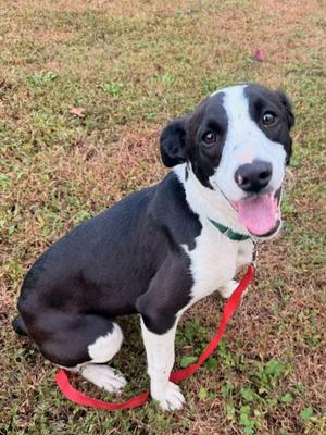 Penny, Mixed Breed, puppy, available for adoption
