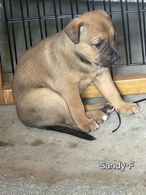 A brown puppy sitting on a concrete floor next to a metal cage. The puppy has a black nose and dark eyes, and its tail is visible. The text 'Sandy-F' is written in the bottom right corner.