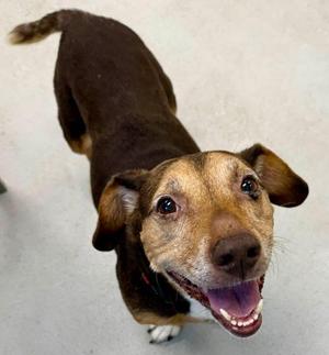 Luna, Basset Hound, senior, available for adoption