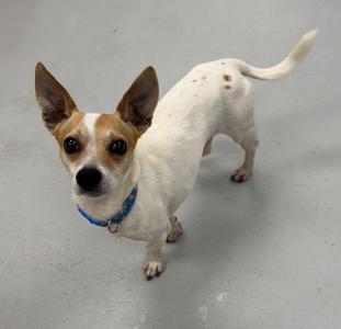 A small white dog with brown patches and a blue collar standing on a gray surface.
