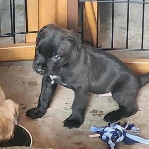 Finn, Labrador Retriever, puppy, available for adoption