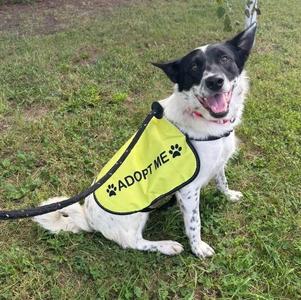 A black and white dog wearing a yellow vest that says "ADOPT ME" with a paw print on it, sitting on grass.