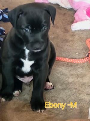 Ebony, Labrador Retriever, puppy, available for adoption