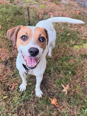 A happy dog with a white and brown coat, standing on grass with its mouth open and tongue out, looking up at the camera.