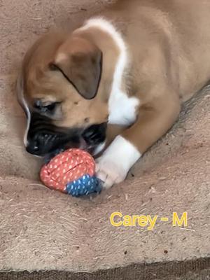 A brown and white puppy playing with a red and blue ball on a carpeted floor.
