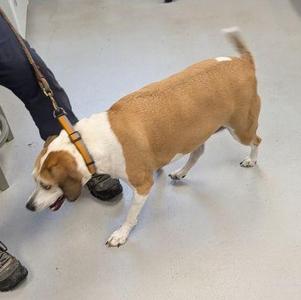 a brown and white dog walking on a leash