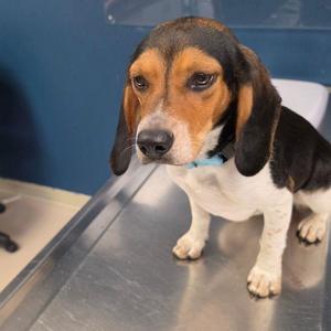 Autumn, Beagle, adult, available for adoption