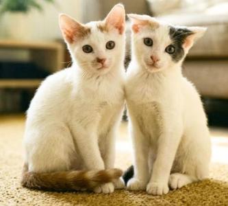 Star and Sky, kitten, available for adoption