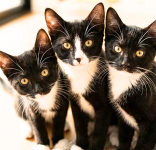 July, Julia, and Jul, kitten, available for adoption