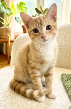 King, kitten, available for adoption