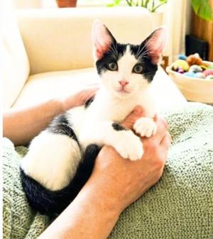 Albert, young, available for adoption
