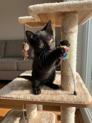Sebastian, kitten, available for adoption