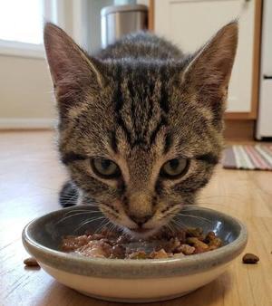 Nikola, kitten, available for adoption