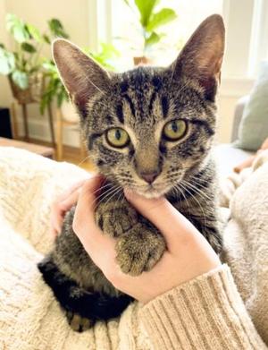 Linda, young, available for adoption